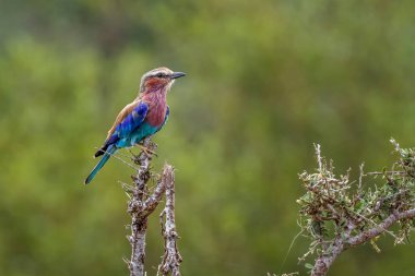 Güney Afrika 'daki Kruger Ulusal Parkı' ndaki doğal arka planda izole edilmiş bir dalda duran leylak göğüslü patenci, Coraciidae familyasından Specie Coracias tarafından uyarıldı.