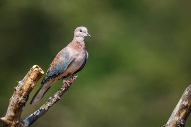 Güney Afrika 'daki Kruger Ulusal Parkı' nda izole bir dalda duran Gülen Güvercin, Columbidae 'deki Specie Streptopelia Senegalensis ailesi...
