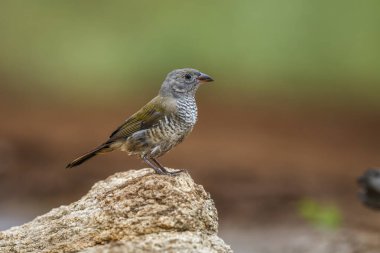Güney Afrika 'daki Kruger Ulusal Parkı' ndaki bir kayanın üzerinde duran yeşil kanatlı Pytilia toy; Estrildidae ailesinden Specie Pytilia melba