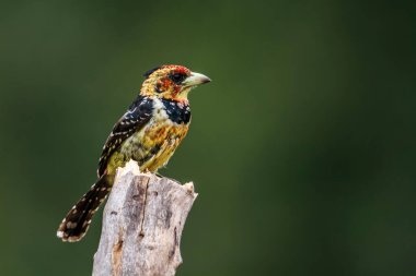 Güney Afrika 'daki Kruger Ulusal Parkı' ndaki doğal arka planda izole edilmiş bir dalda duran ibikli Barbet; Ramphastidae ailesinden Specie Trachyphonus vaillantii