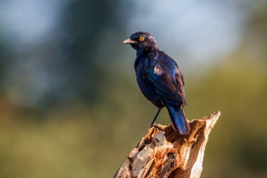 Cape Glossy Starling Güney Afrika 'daki Kruger Ulusal Parkı' nda izole edilmiş bir kütüğün üzerinde duruyor.