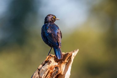Cape Glossy Starling Güney Afrika 'daki Kruger Ulusal Parkı' nda izole edilmiş bir kütüğün üzerinde duruyor.