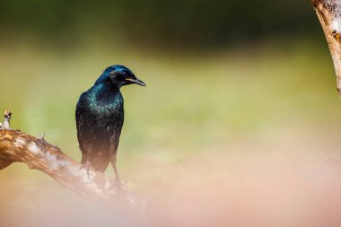 Burchell Glossy Starling, Güney Afrika 'daki Kruger Ulusal Parkı' nda, Sturnidae ailesinden Specie Lamprotornis Australis 'in doğal arka planda izole edilmiş bir dalda duruyor.