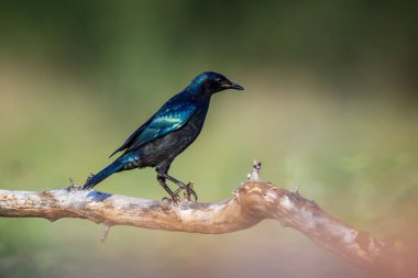 Burchell Glossy Starling, Güney Afrika 'daki Kruger Ulusal Parkı' nda, Sturnidae ailesinden Specie Lamprotornis Australis 'in doğal arka planda izole edilmiş bir dalda duruyor.