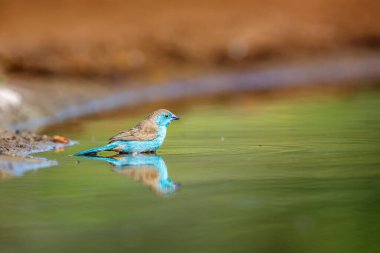 Güney Afrika 'daki Kruger Ulusal Parkı' ndaki su birikintisinde yıkanan mavi göğüslü Cordonbleu; Estrildidae 'nin Tür Uraeginthus angolensis ailesi