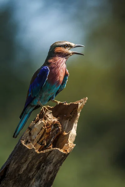 Lilac Breasted Roller Standing Trunk Isolated Natural Background Kruger National — Stock Photo, Image