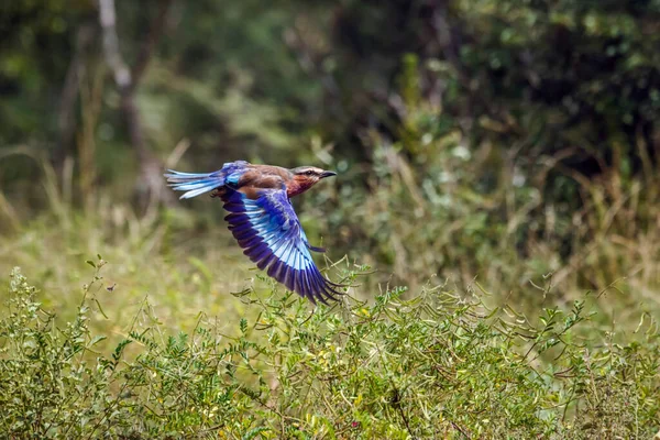 Lilac Breasted Roller Flight Kruger National Park South Africa Specie — стокове фото