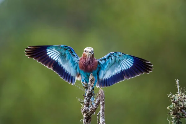 在南非克鲁格国家公园的一个枝条展开的翅膀上着陆的丁香乳胶滚筒 科兰西鱼科特科 — 图库照片