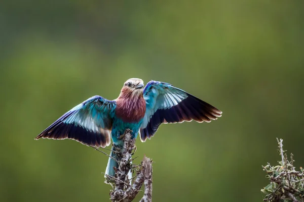 南非克鲁格国家公园张开翅膀飞行的丁香乳胶滚筒 科兰地鱼科特有种 — 图库照片