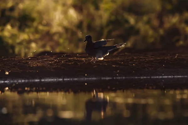 在南非克鲁格国家公园的落日背光下 笑鸽子降落在水坑中 哥伦比亚的小河水仙科 — 图库照片