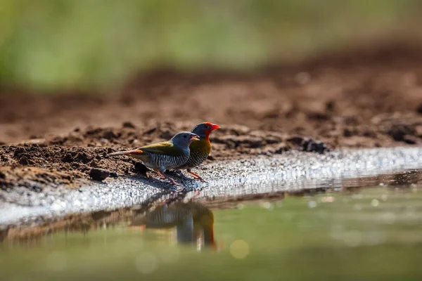 Зелене Крило Пара Пітілій Вододілі Національному Парку Крюгер Південна Африка — стокове фото