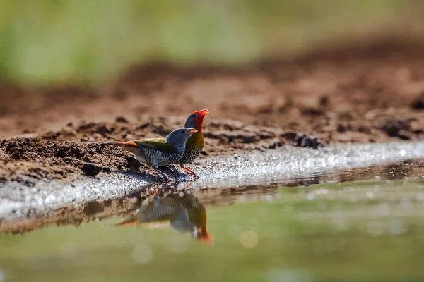 在南非克鲁格国家公园的水坑里喝水的绿翅白垩纪夫妇 Estrildidae的特有种 — 图库照片