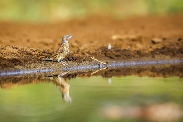 Keel Doorgesneden Vink Langs Waterput Met Reflectie Kruger National Park — Stockfoto