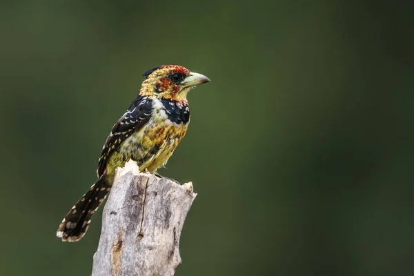 Crested Barbet Standing Branch Isolated Natural Background Kruger National Park — Stock Photo, Image