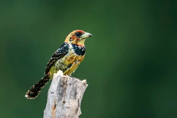 Hřeben Barbet Stojící Větvi Izolované Přírodním Prostředí Kruger National Park — Stock fotografie
