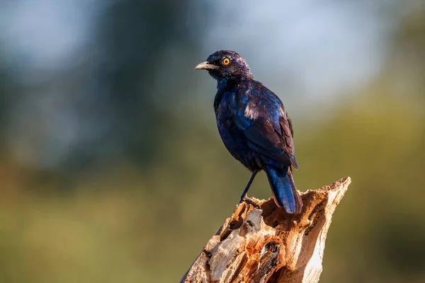 Cape Glossy Starling Staande Een Stam Geïsoleerd Natuurlijke Achtergrond Kruger — Stockfoto