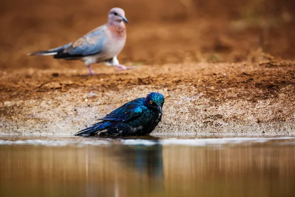 Cape Glossy Starling Balneazione Pozza Acqua Nel Parco Nazionale Kruger — Foto Stock