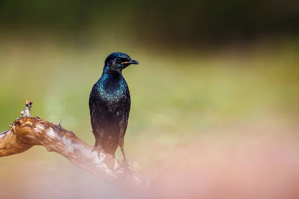 Burchell Glossy Starling Står Gren Isolerad Naturlig Bakgrund Kruger National — Stockfoto