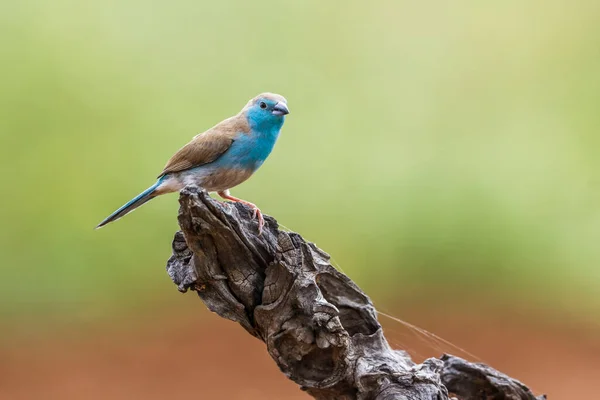 Cordonbleu Modrými Prsy Národním Parku Kruger Jižní Africe Druh Uraeginthus — Stock fotografie