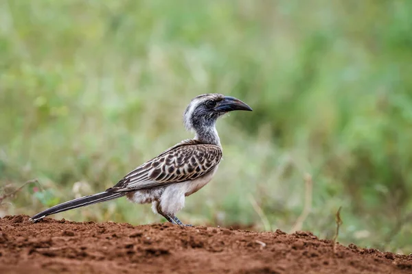 African Grey Hornbill Marken Kruger National Park Sydafrika Specie Tockus — Stockfoto