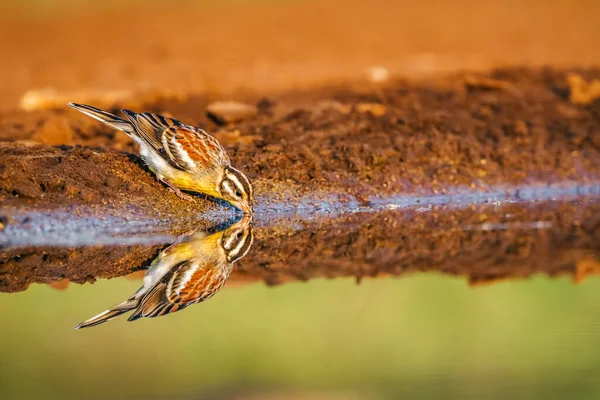 African Golden Breasted Bunting Drinking Waterhole Kruger National Park South — Stock Photo, Image