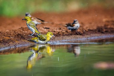 Güney Afrika Kruger Ulusal Parkı 'ndaki su birikintisinde banyo yapan köy dokumacı ve serçesi; Ploceidae ailesinden Specie Ploceus cucullatus