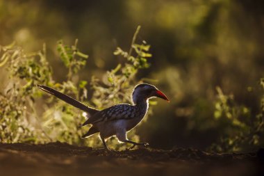 Güney Kırmızı, Güney Afrika 'daki Kruger Ulusal Parkı' nda Hornbill 'e fatura kesti; Bucerotidae familyasından Specie Tockus rufirostris