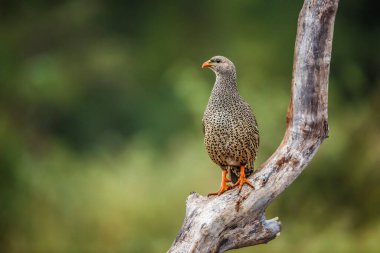 Güney Afrika 'daki Kruger Ulusal Parkı' nda, Phasianidae familyasından Specie Pternistis natalensis familyasının doğal arka planında izole bir dalda duran Natal Francolin.