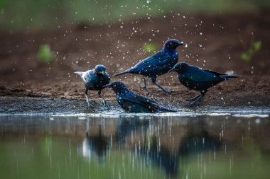 Cape Glossy Starling ailesi Güney Afrika 'daki Kruger Ulusal Parkı' ndaki su birikintisinde yıkanırken Specie Lamprotornis ailesi Sturnidae ailesini besliyor.