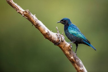 Cape Glossy Starling Güney Afrika 'daki Kruger Ulusal Parkı' nda bir dalda duran olgunlaşmamış çocuk Specie Lamprotornis Sturnidae ailesini niteliyor.