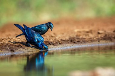 Güney Afrika 'daki Kruger Ulusal Parkı' ndaki su birikintisinde içen Cape Glossy Starling; Sturnidae ailesini besleyen Specie Lamprotornis