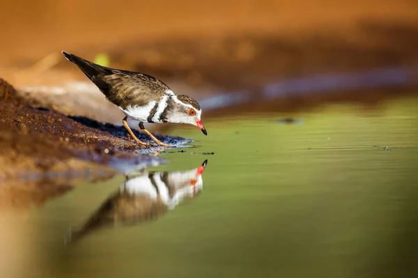 Drie Banded Plover Drinken Waterput Met Reflectie Kruger National Park — Stockfoto