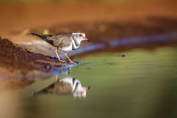 Drie Banded Plover Bij Waterput Met Reflectie Kruger National Park — Stockfoto