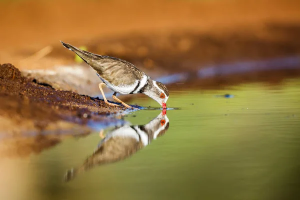 Drei Flussregenpfeifer Trinken Wasserloch Mit Spiegelung Kruger Nationalpark Südafrika Charadrius — Stockfoto