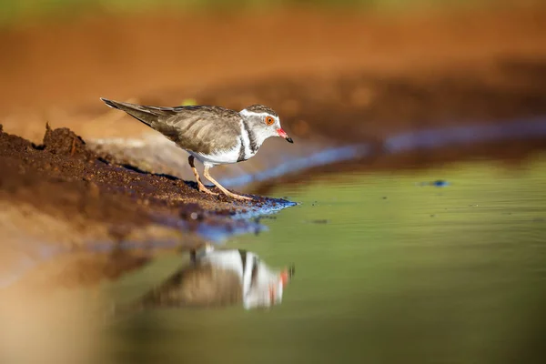 Drie Banded Plover Bij Waterput Met Reflectie Kruger National Park — Stockfoto