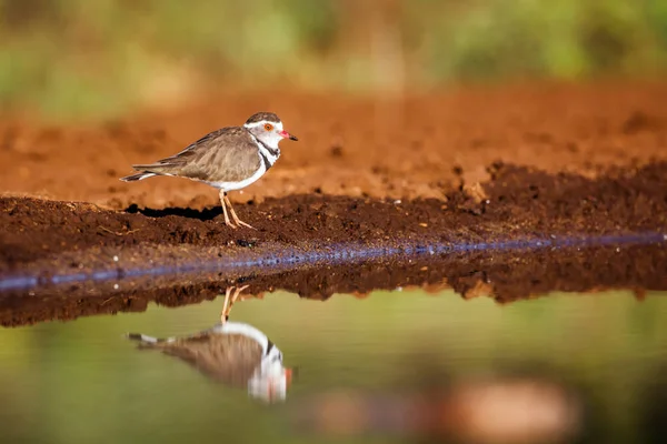 Drie Banded Plover Langs Waterput Met Reflectie Kruger National Park — Stockfoto