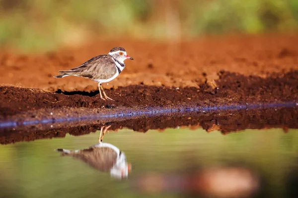 Drie Banded Plover Langs Waterput Met Reflectie Kruger National Park — Stockfoto