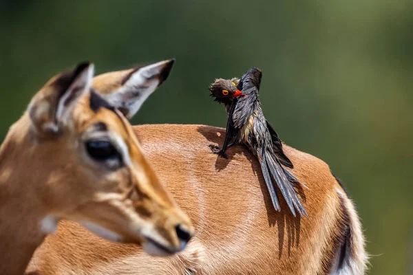 Червонодзьобі Oxpecker Пасуться Поширеною Імпала Національному Парку Крюгер Південна Африка — стокове фото