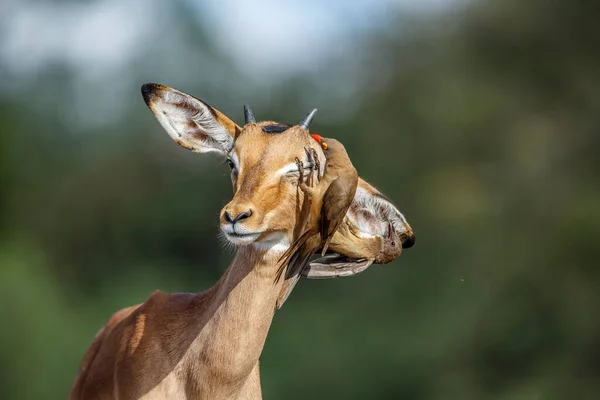 Běžný Impala Portrét Červenými Fakturami Oxpecker Kruger National Park Jižní — Stock fotografie