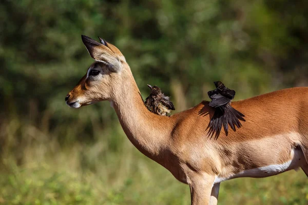 Két Vörös Számlájú Oxpecker Ápolás Impala Hátán Kruger Nemzeti Parkban — Stock Fotó