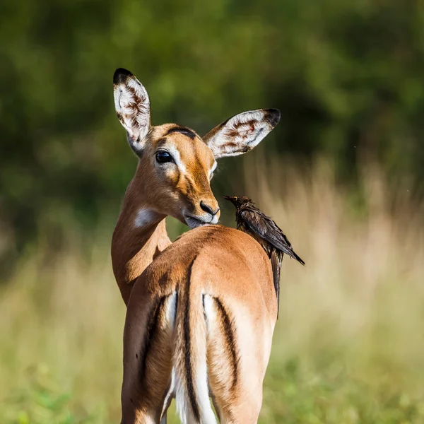 Червонодзьобі Oxpecker Пасуться Поширеною Імпала Національному Парку Крюгер Південна Африка — стокове фото