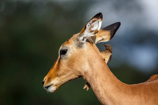 Czerwone Dziobki Oxpecker Pielęgnacja Wspólne Impala Kruger National Park Republika — Zdjęcie stockowe