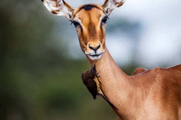 Красноклювый Окспекер Ухаживает Обыкновенной Импалой Национальном Парке Крюгер Южная Африка — стоковое фото