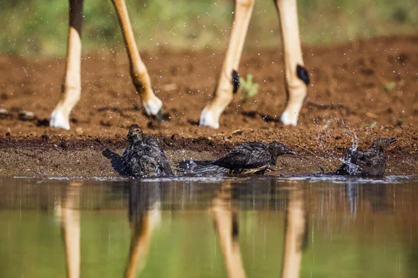 Három Vörös Számlás Oxpecker Fiatalkorú Fürdőzés Víznyelőben Dél Afrikai Kruger — Stock Fotó