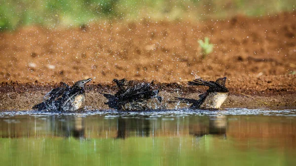 Tre Röda Fakturerade Oxpecker Juvenile Bad Vattenhål Kruger National Park — Stockfoto