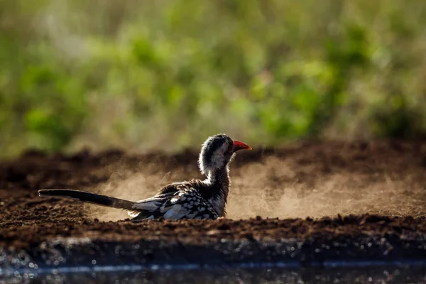 Hornbill Grooming Areia Parque Nacional Kruger África Sul Espécie Tockus — Fotografia de Stock