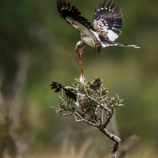 Два Південних Червоних Дзьоба Борються Польоті Національному Парку Крюгер Південна — стокове фото
