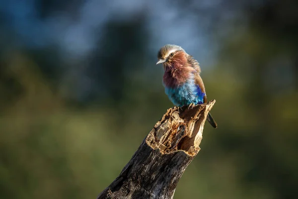 Lilac Breasted Roller Standing Log Isolated Natural Background Kruger National — Stock Photo, Image