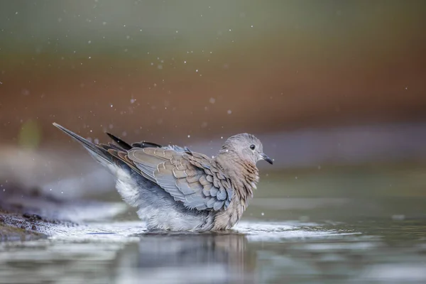在南非克鲁格国家公园的洗澡间里放声大笑的鸽子 哥伦比亚的小河水仙科 — 图库照片