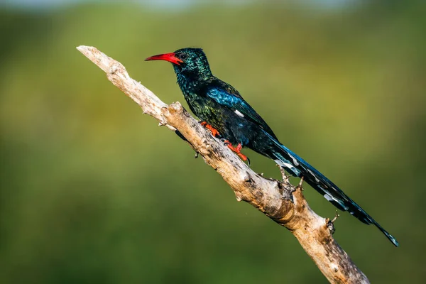 stock image Green wood hoopoe standing on a branch isolated in natural background in Kruger National park, South Africa ; Specie Pho eniculus purpureus family of Pho eniculidae 